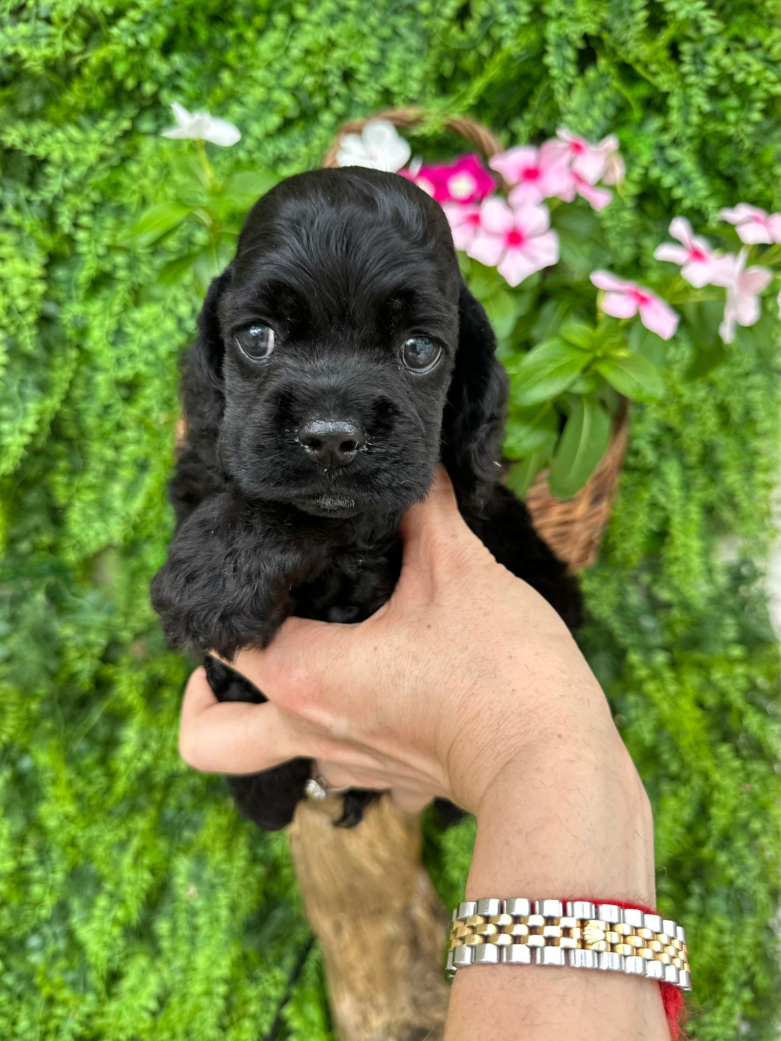 ポメラニアン オス