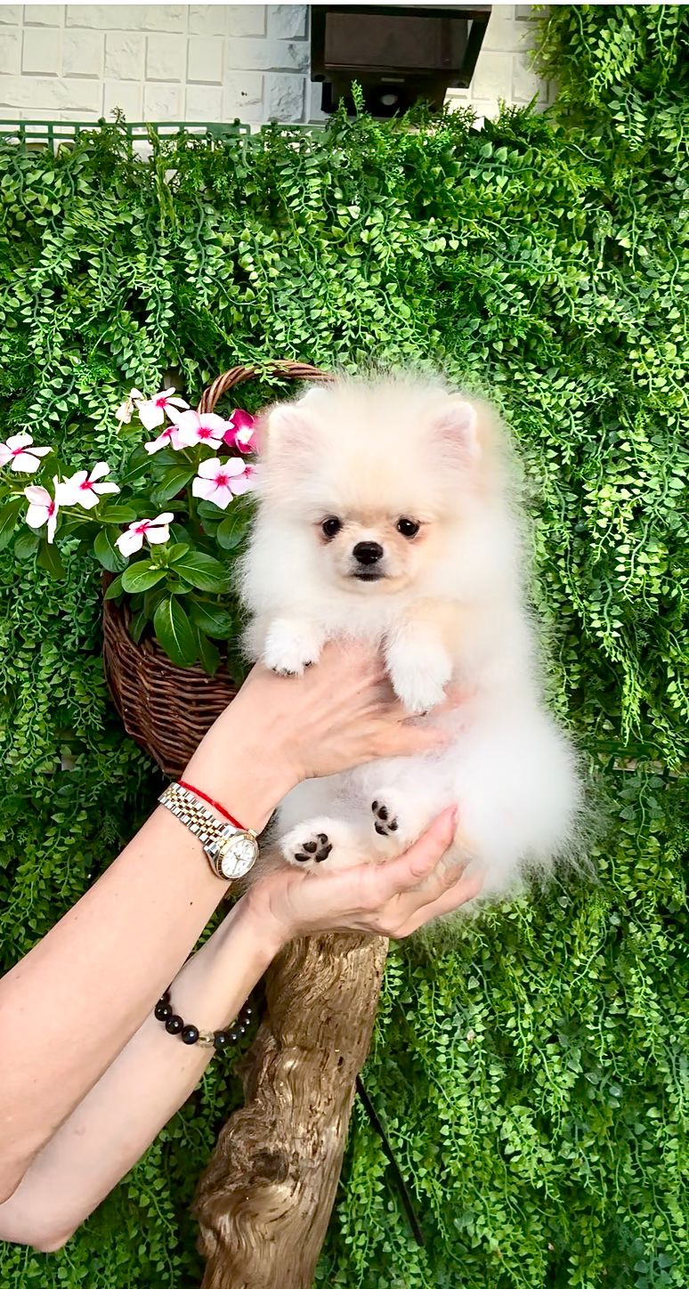 ポメラニアン メス