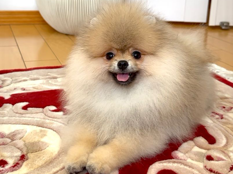 愛らしいポメラニアンの子犬